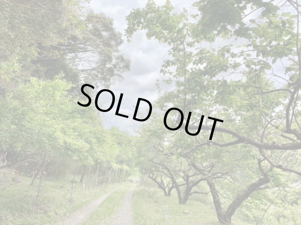 画像3: 【送料込み】自然農 青梅 (常温配送)  (3)