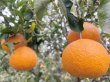 画像1: 【送料込み】自然農 清見オレンジ (1)