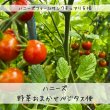 画像2: 【送料込み】ハニーズ宛 野菜支援”ベジタス便” (2)