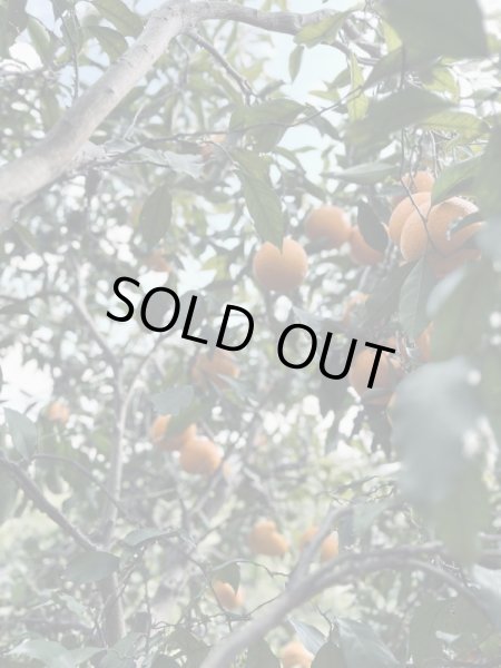 画像2: 【送料込み】自然農 清見オレンジ (2)