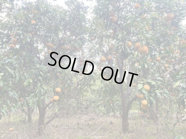 画像3: 【送料込み】自然農 清見オレンジ (3)