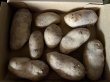 画像2: 【送料込み】じゃがいも 新じゃが (2)