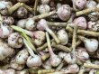 画像1: 【送料込み】自然農にんにく (1)