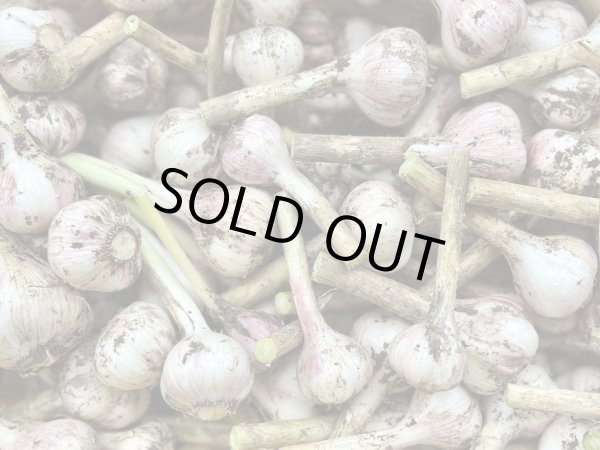 画像1: 【送料込み】自然農にんにく (1)