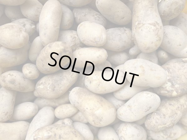 画像1: 【送料込み】じゃがいも 新じゃが (1)